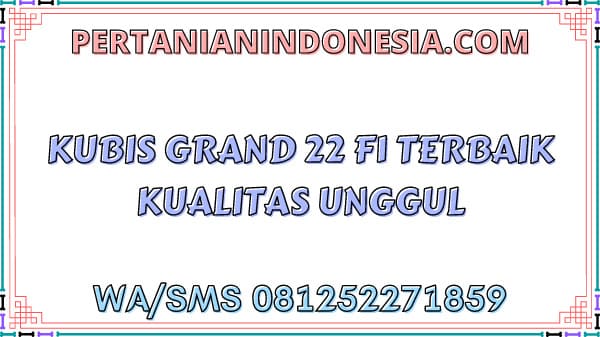 Kubis Grand 22 F1 Terbaik Kualitas Unggul